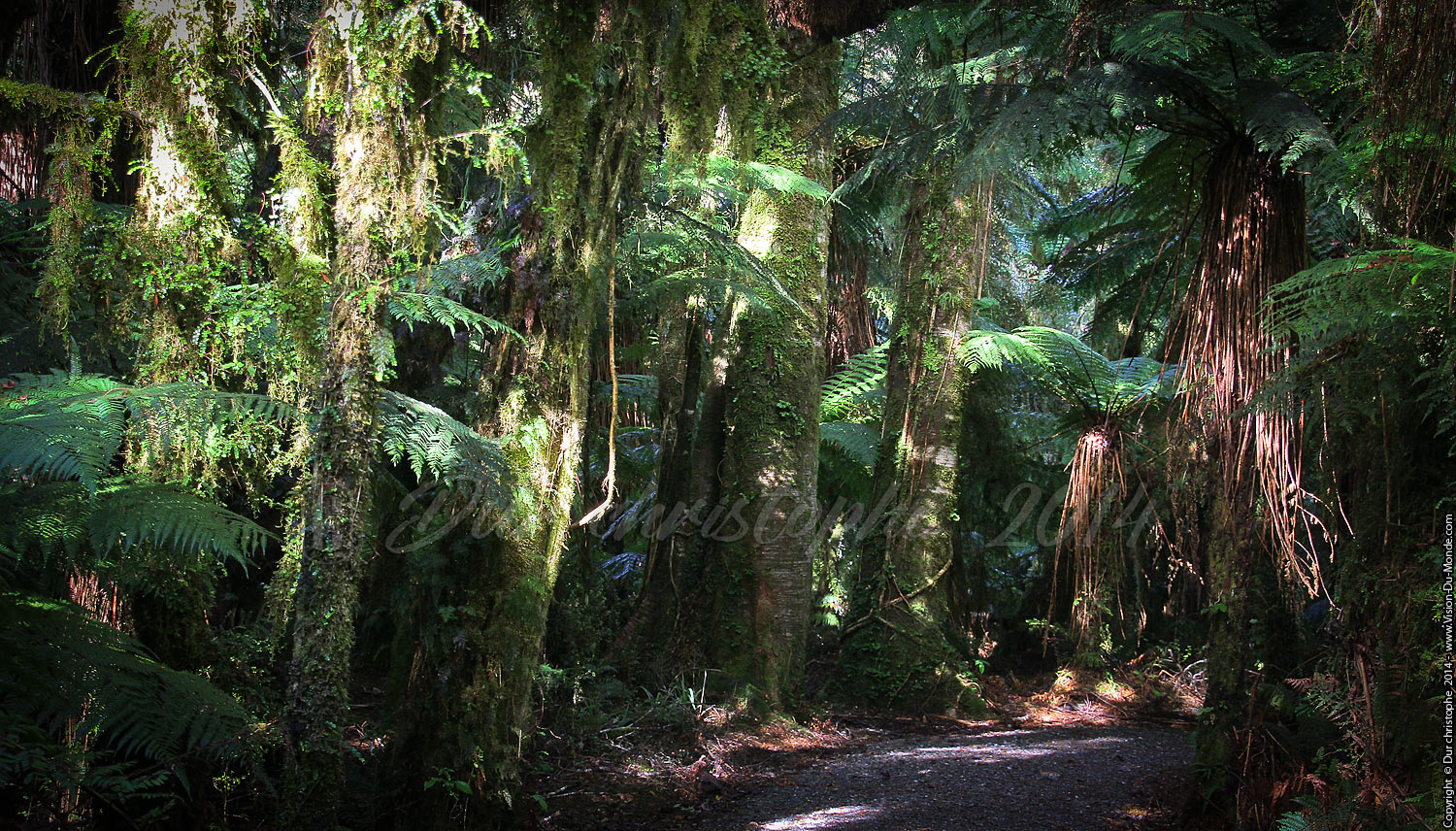 Forêt  - Haast pass - 2014
