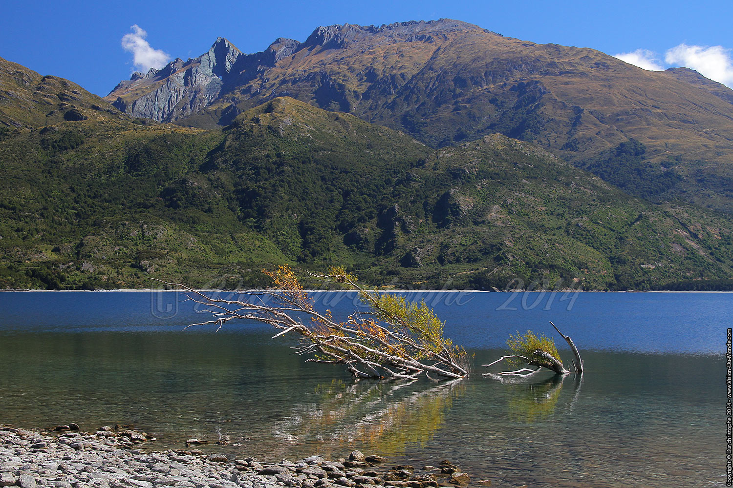 La souche - Wanaka - 2014