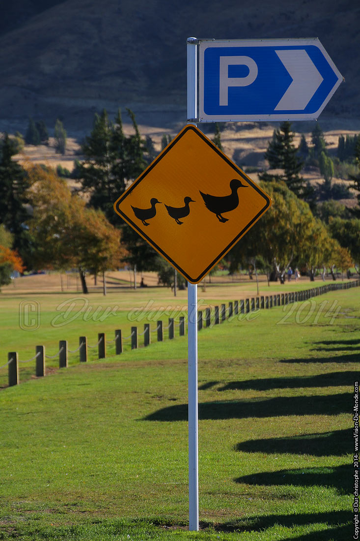 Passge de canard - Wanaka - 2014