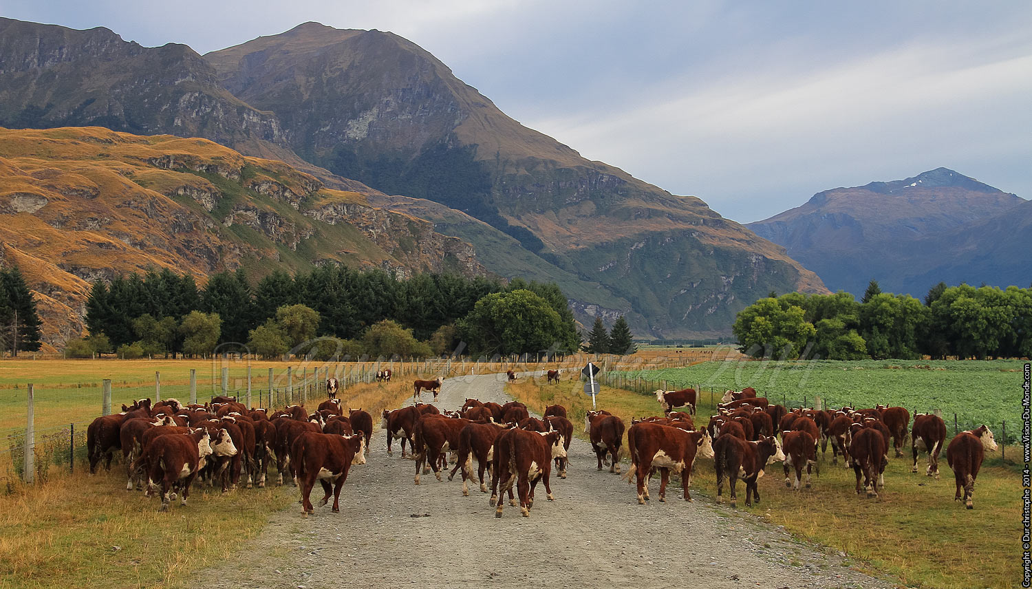Troupeau de vaches - sur la route - 2014
