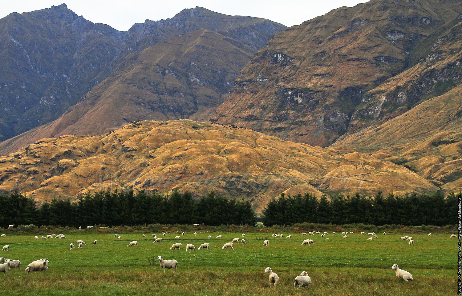 Moutons - sur la route - 2014