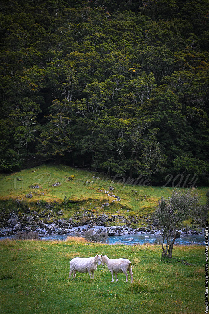 La confrontation - Mount Aspiring Park - 2014
