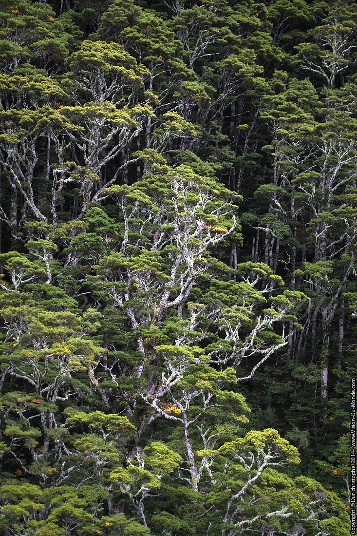 Arbres - Mount  Aspiring Park - 2014