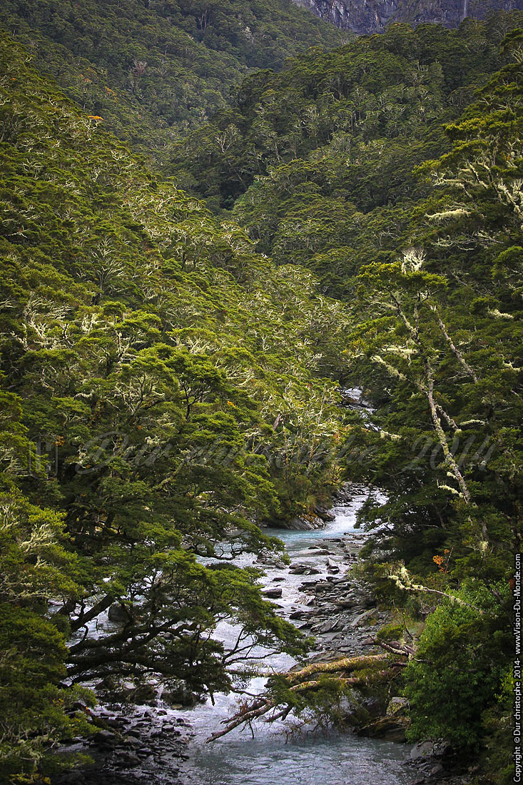 La rivière dabs la jungle - Mount  Aspiring Park - 2014