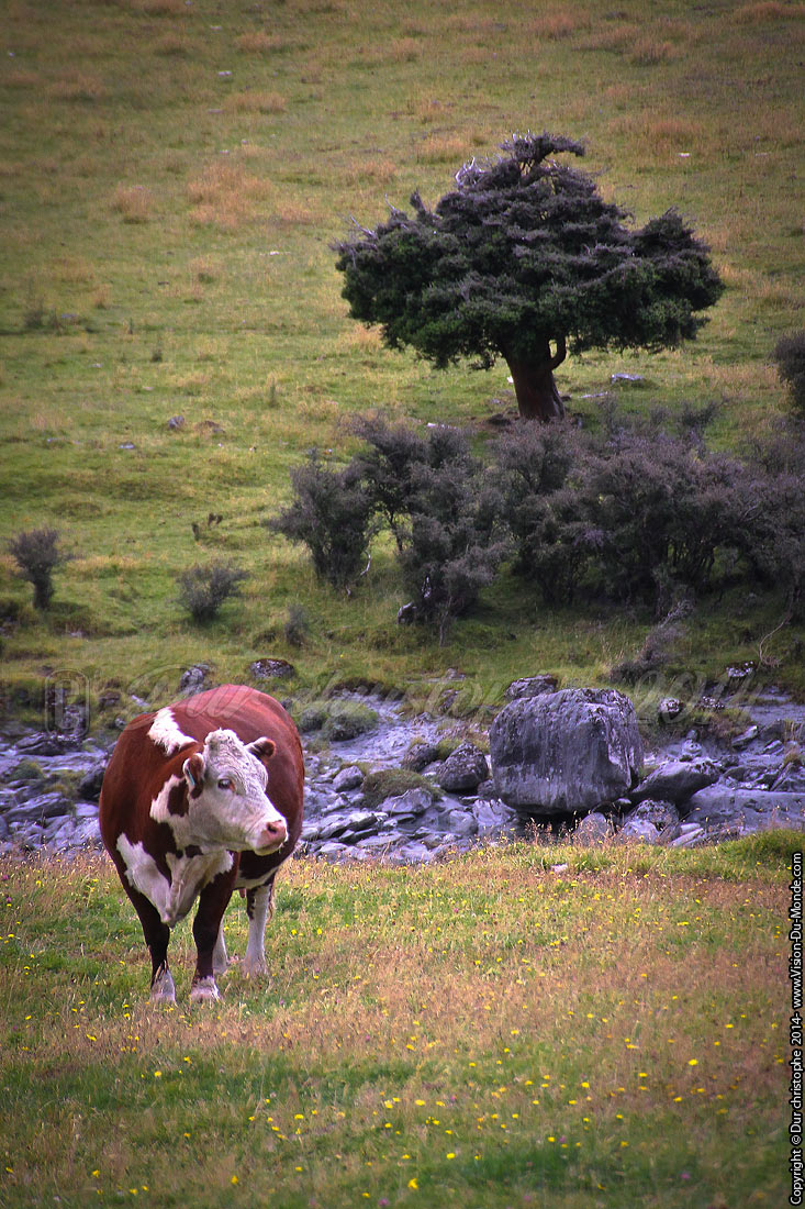 La vache étonnée - Mount  Aspiring Park - 2014