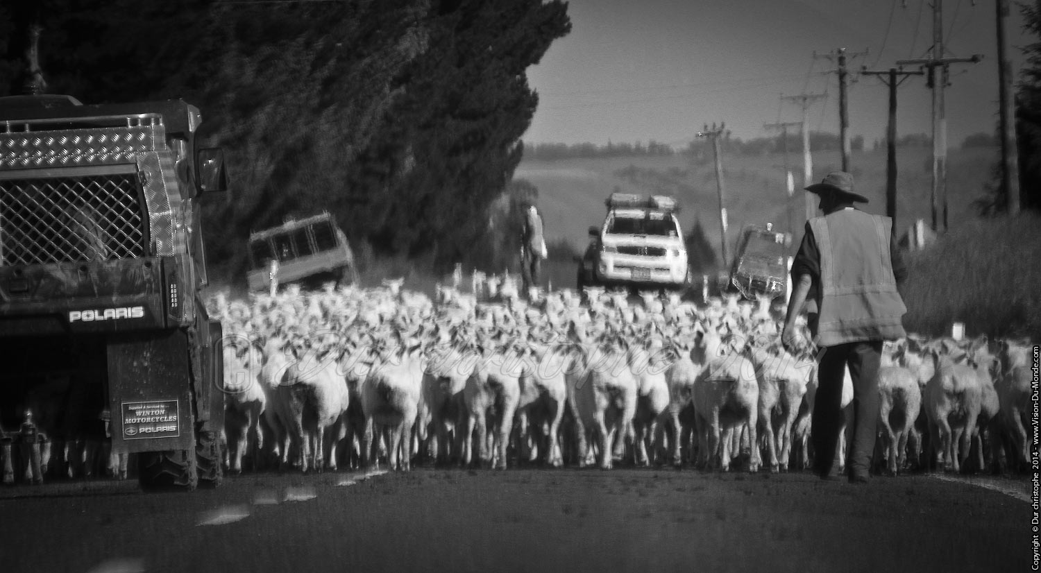 Troupeau de mouton - Sur la route - 2014