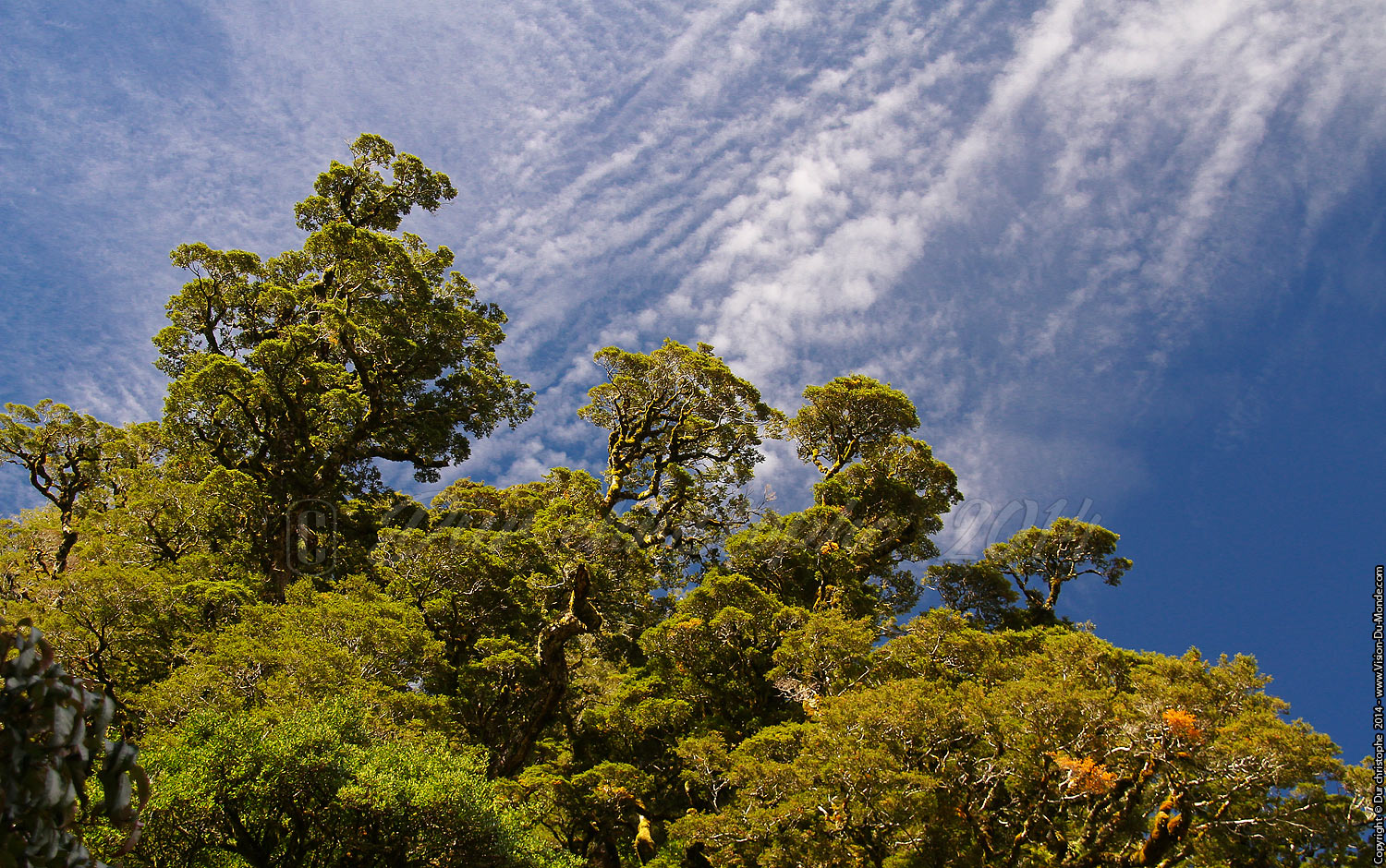 Forêt - Milford sounds road - 2014