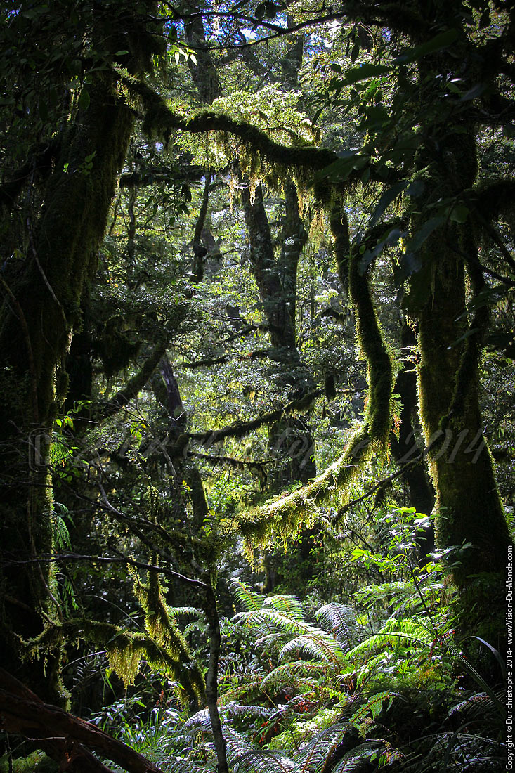 Raining forest - Key summit - 2014