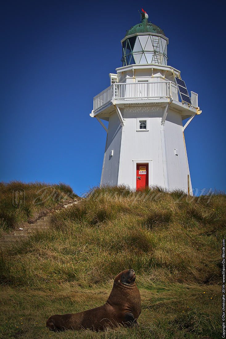 Lion de mer - Phare de Waipapa point - 2014