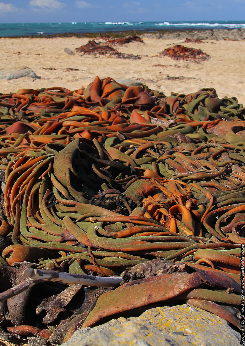 Algues multicolores - Curio Bay - 2014
