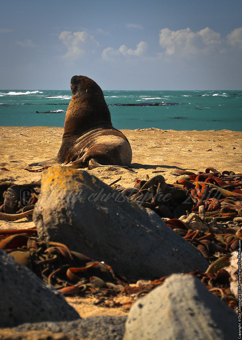 Lion de mer - Curio Bay - 2014