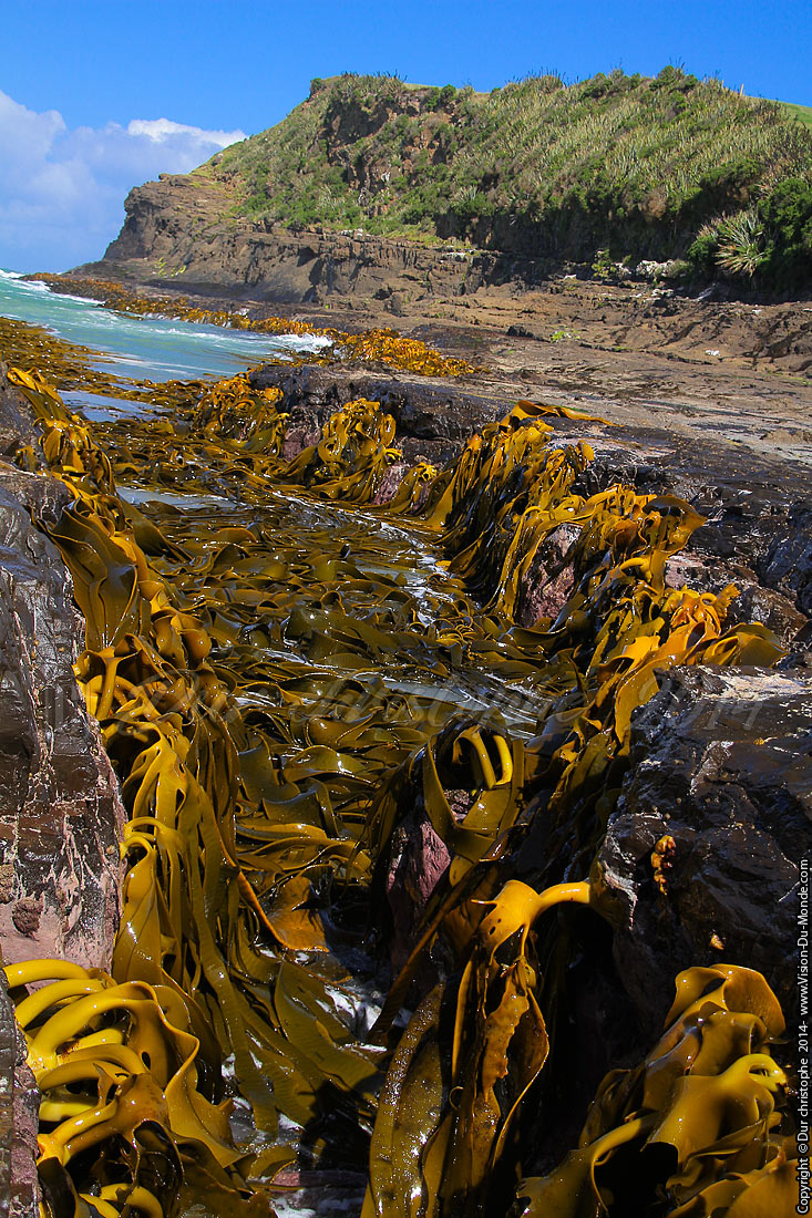 Algues géantes - Catlins- 2014