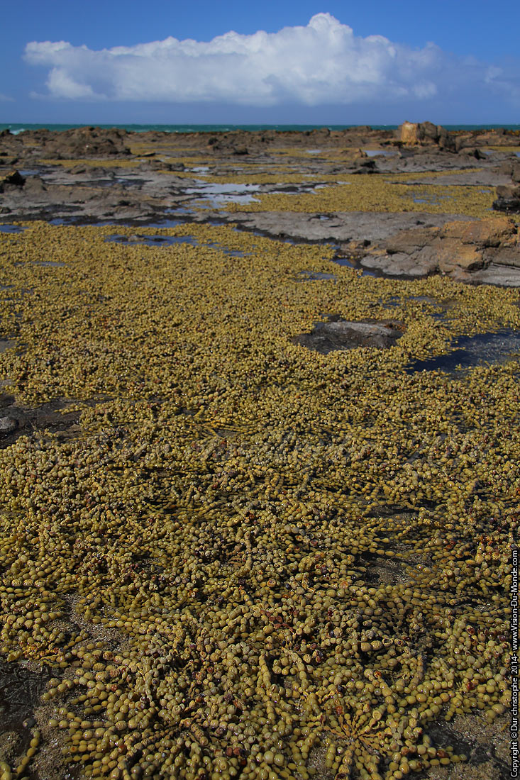 Alues étoilées - Catlins- 2014