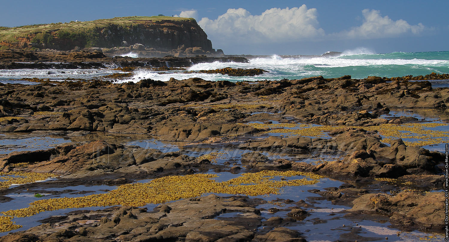Côte sauvage - Catlins- 2014