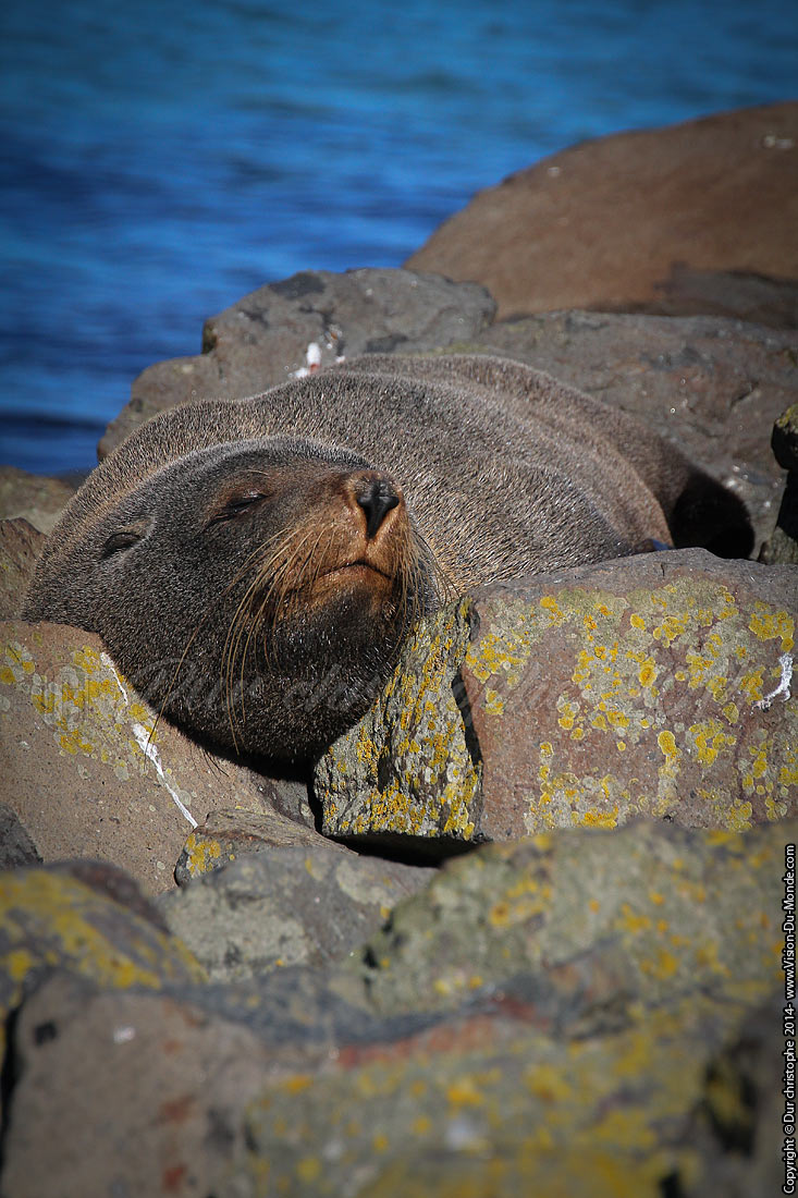 Lion de mer - Péninsule d'Otago - 2014