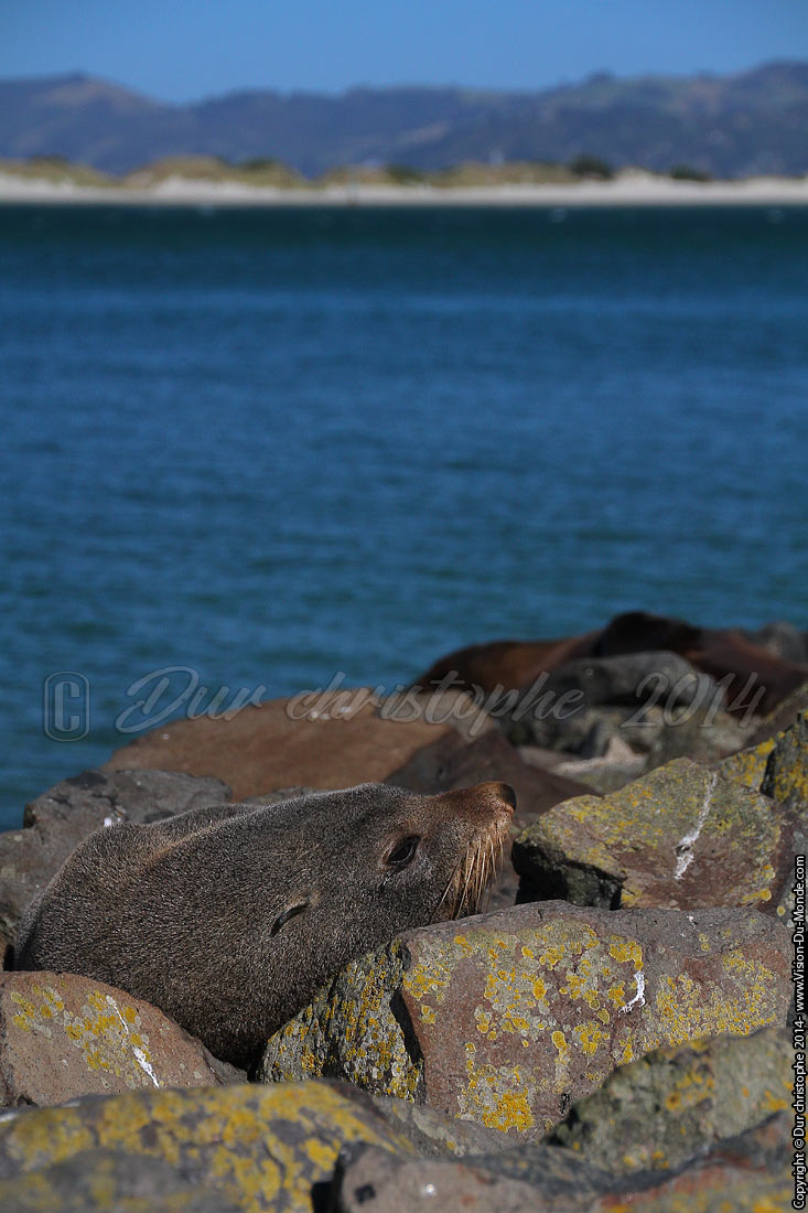 Lion de mer - Péninsule d'Otago - 2014