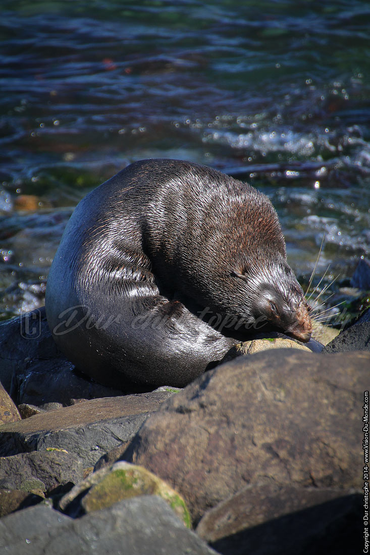 Lion de mer - Péninsule d'Otago - 2014