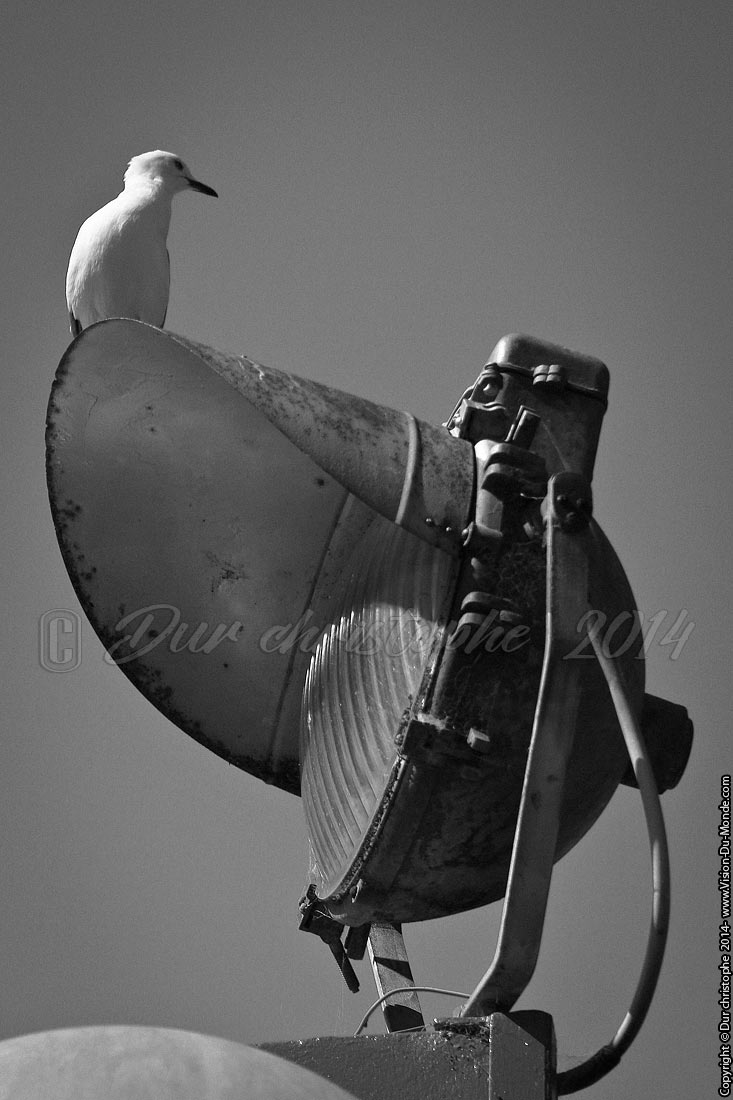 Mouette sur spot - Akaroa - 2014