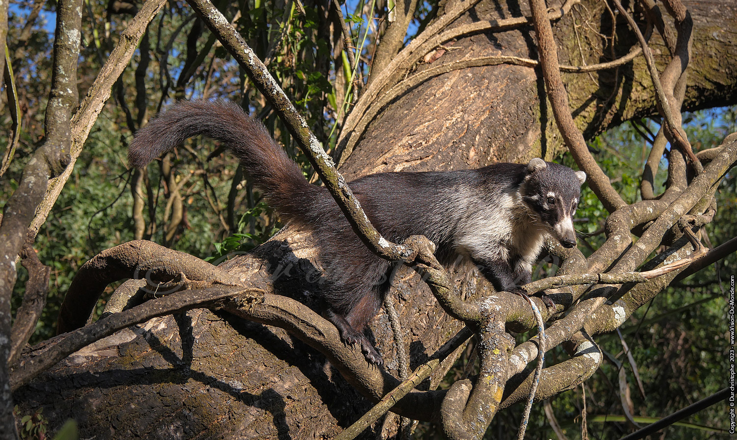 Koati - Reserve Lac Atitlan